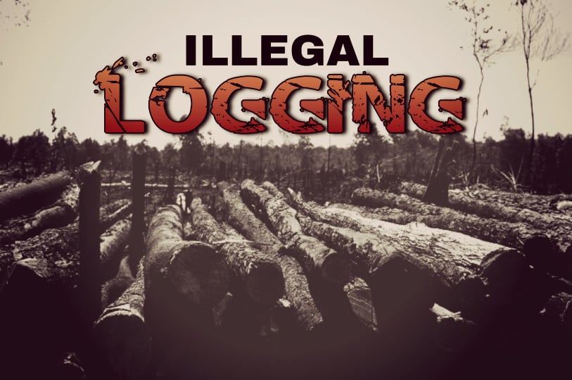 illegal logging graphics