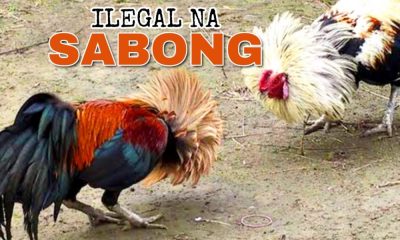 Illegal na Sabong