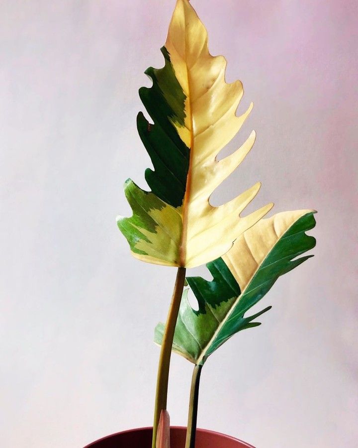 caramel marble Philodendron