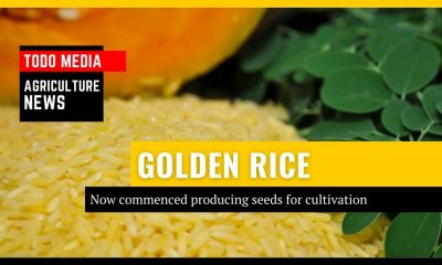 Golden rice commercial propagation