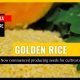 Golden rice commercial propagation