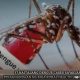 VIDEO REPORT - 37 naitalang dengue cases sa Aklan , pinaghandaan ng mga rural health units - PHO