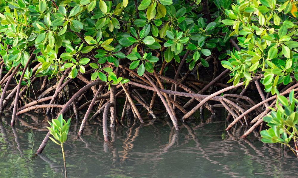 Mangrove sa Kalibo Bakhawan Eco-Park