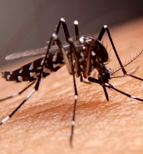 16% Pagtaas ng Kaso ng Dengue sa Pilipinas, Iniulat ng DOH